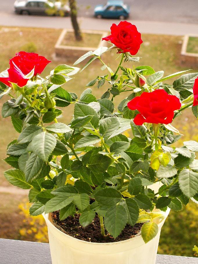 گل رز مینیاتوری